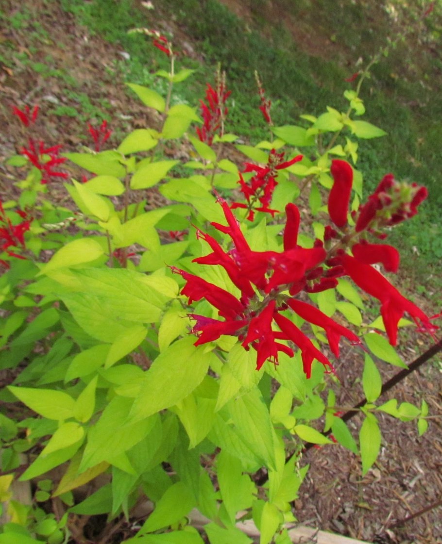 Сальвия Элеганс