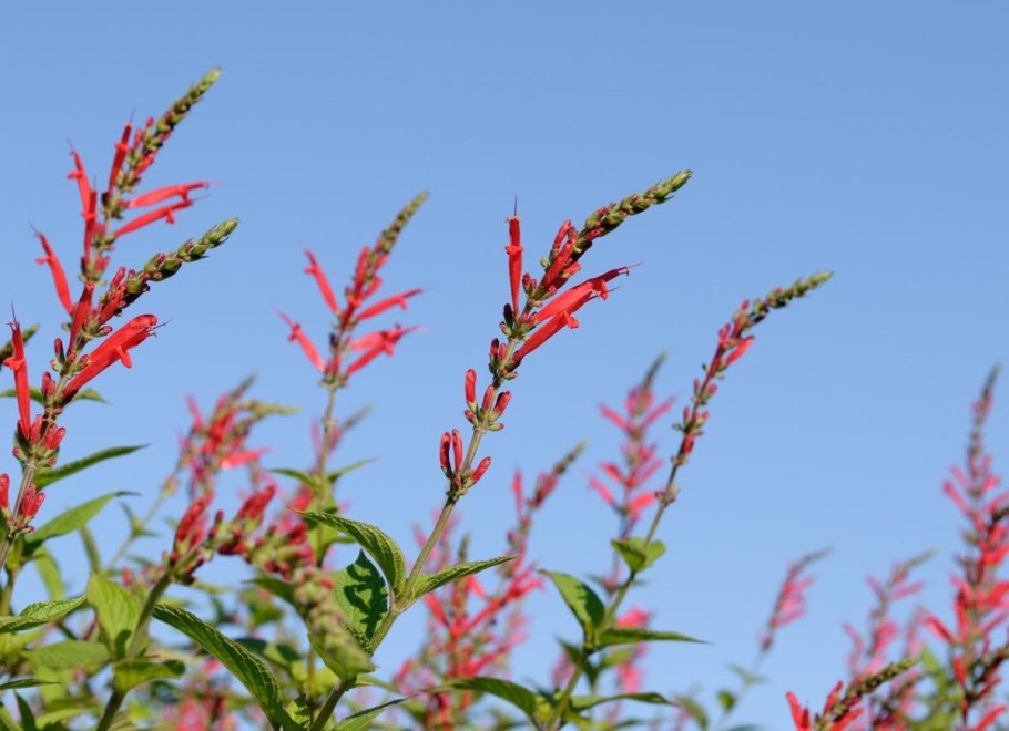 Шалфей Форскаля