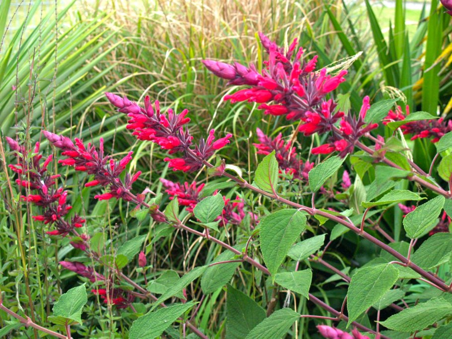 Сальвия стройная (Salvia elegans)