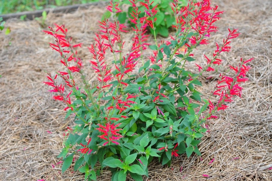 .Salvia elegans Scarlet Pineapple,
