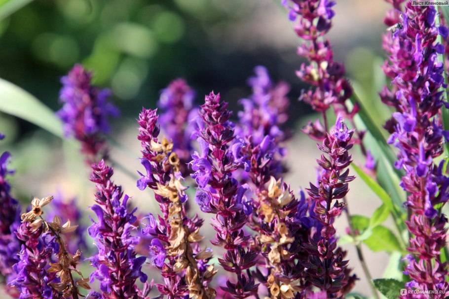 Колеус Визард пайнэппл