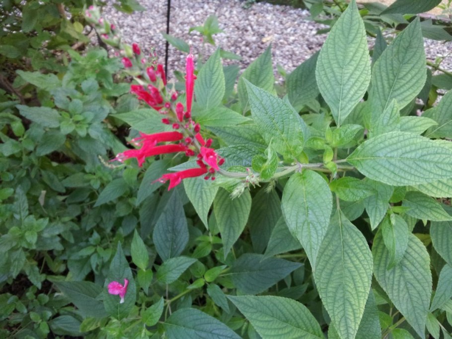 Salvia elegans