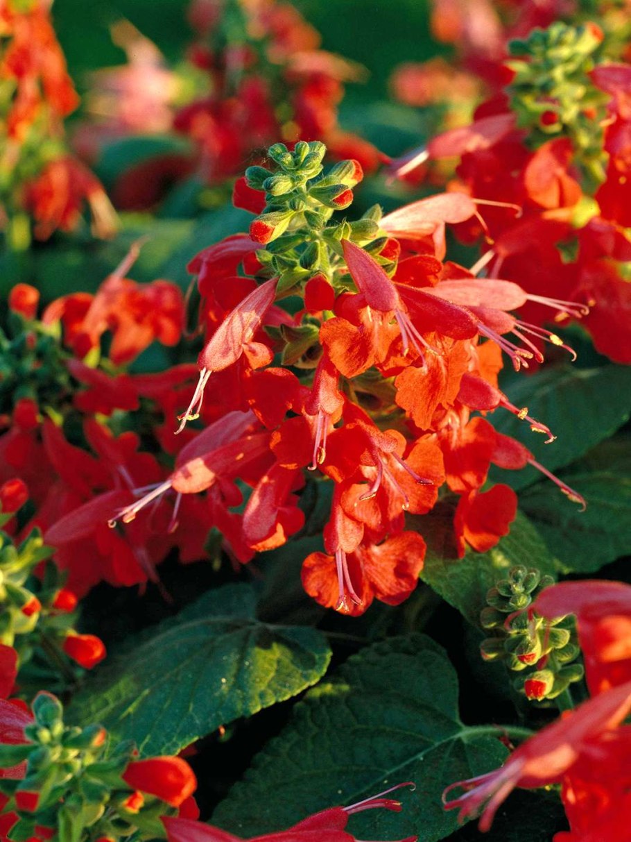 Шалфей полукустарник