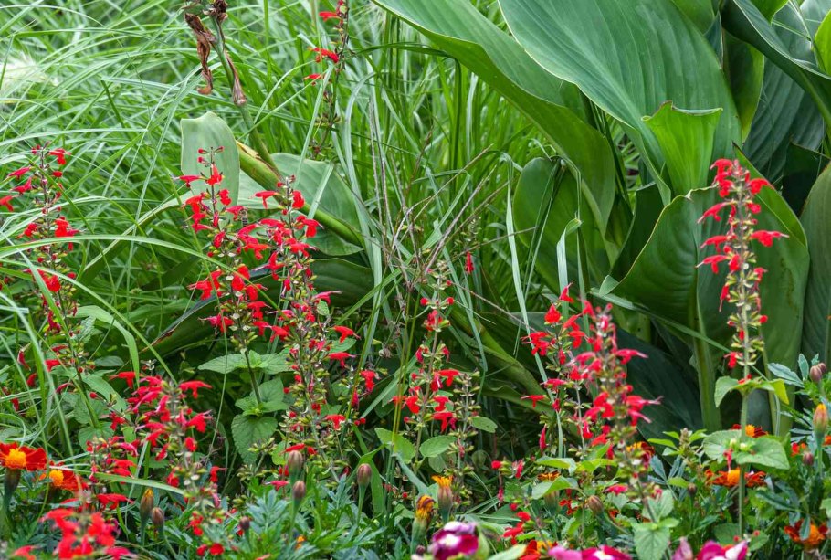 Ананасовый шалфей