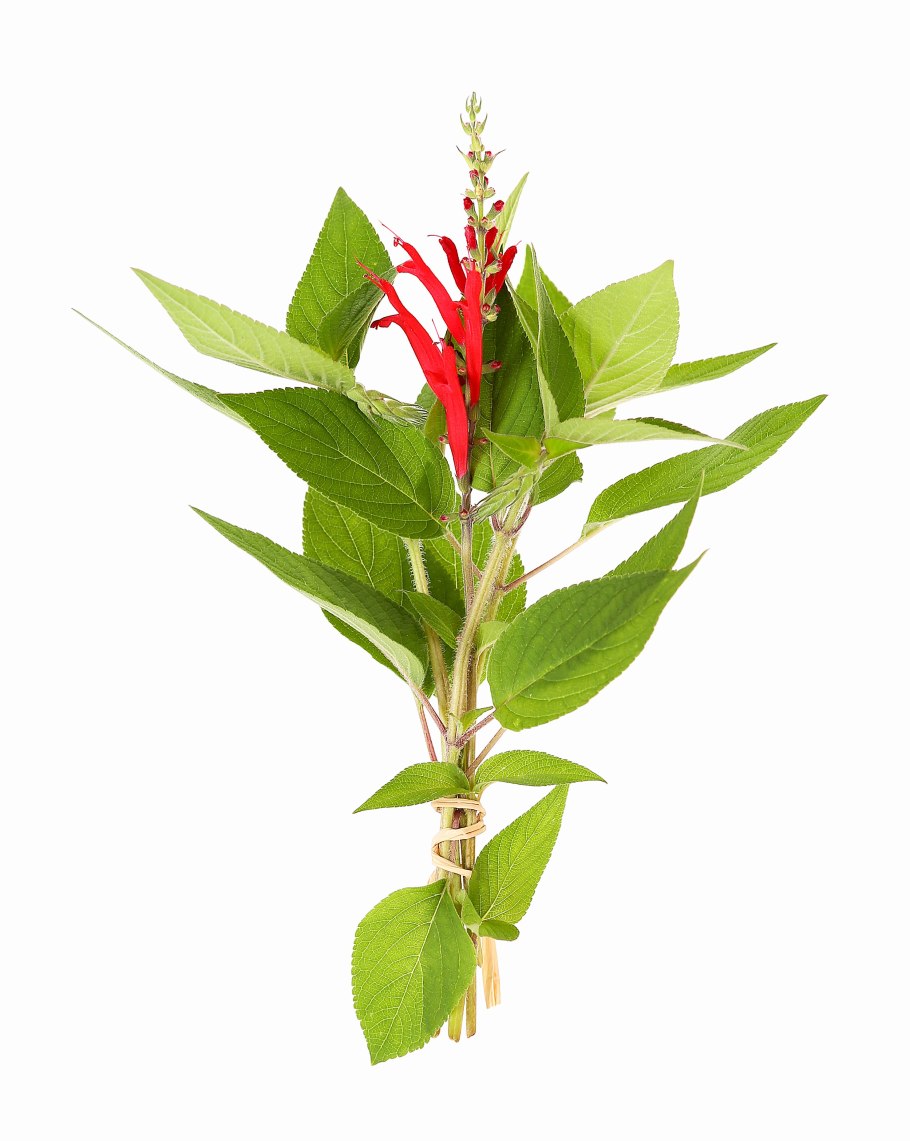 Шалфей Ананасный Pino зимостойкость