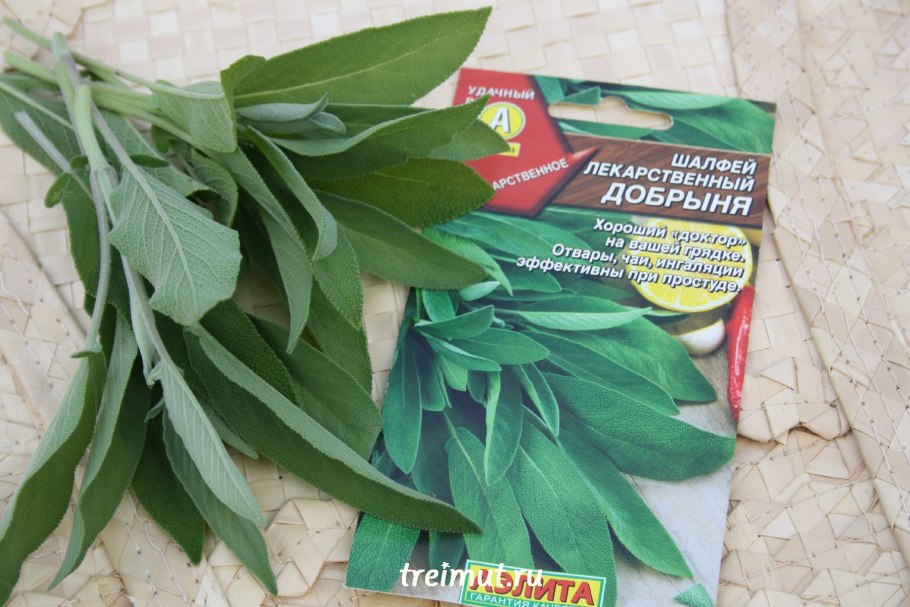 Шалфей греческий