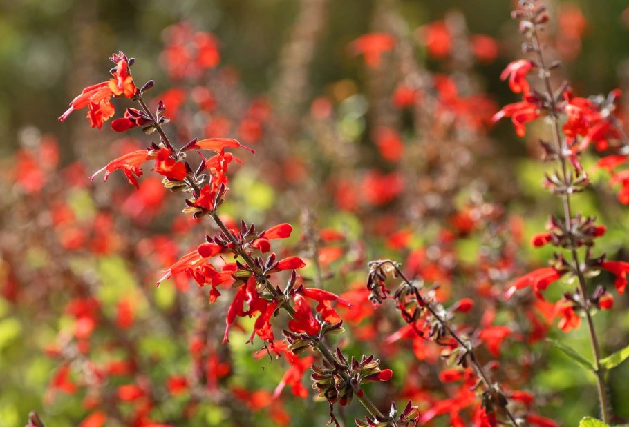 Шалфей Ананасный семена