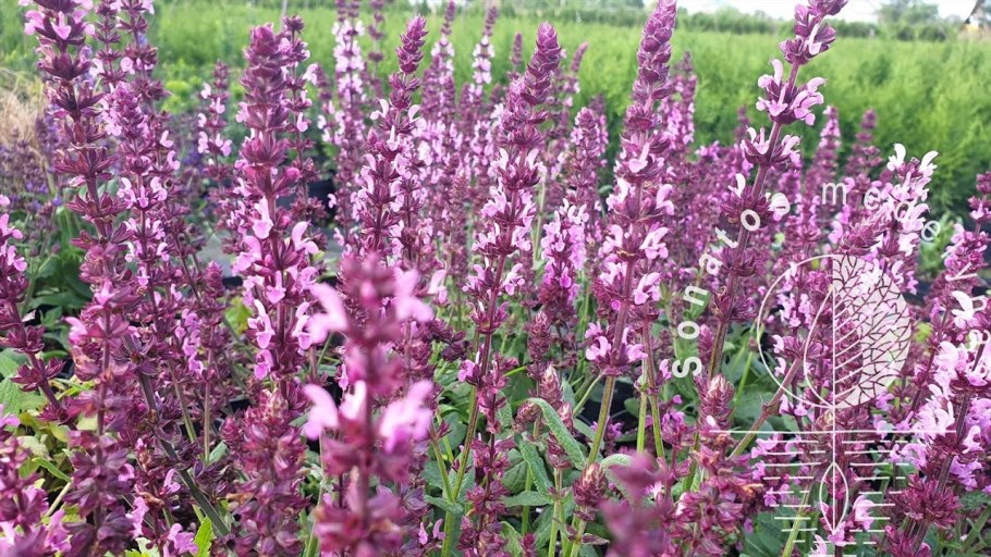 Таблетки от кашля шалфей