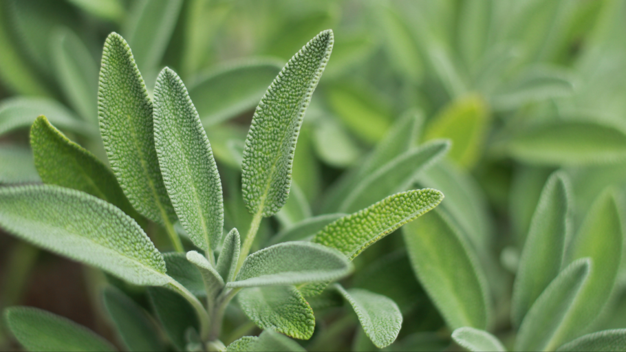 Pineapple Sage