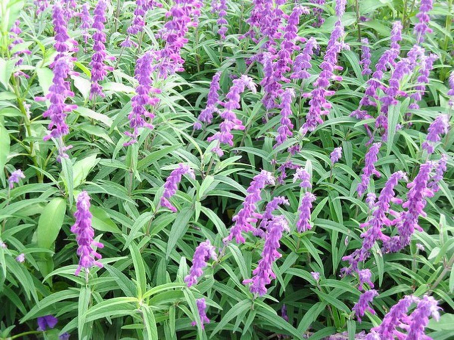 Шалфей разновидности Тюмень