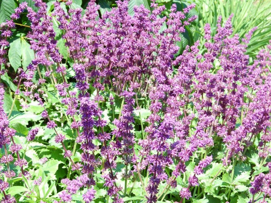 Шалфей Танжерин