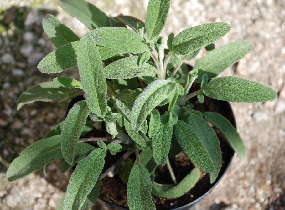 Шалфей пурпурный посадка и уход