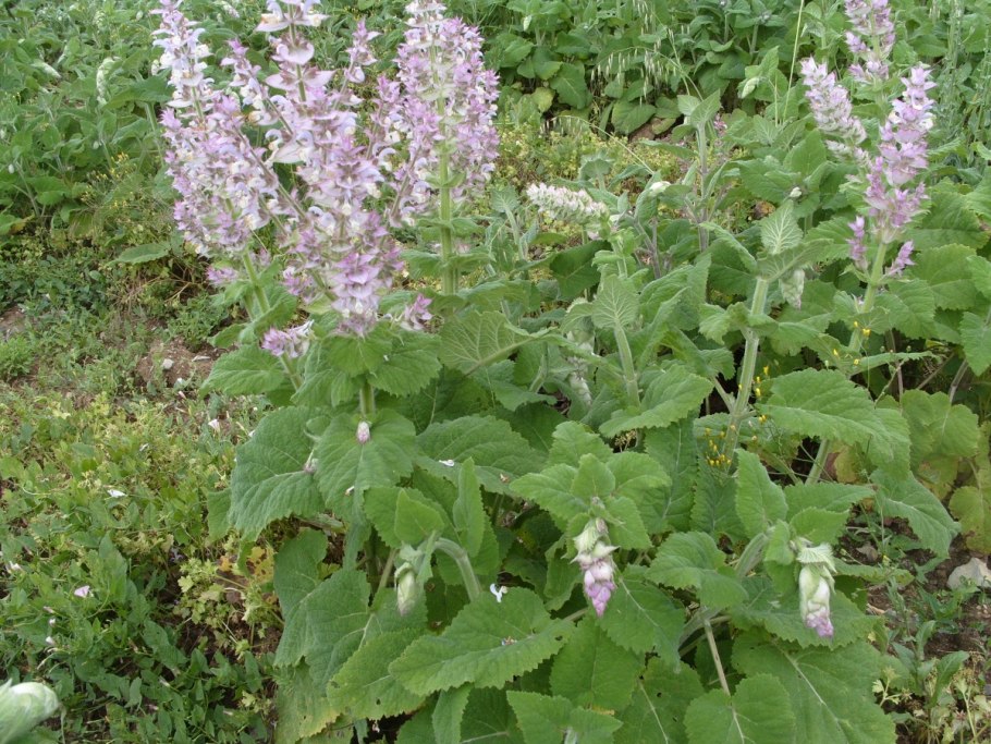 Ананасовый шалфей семена