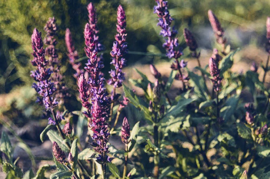 Всходы бораго