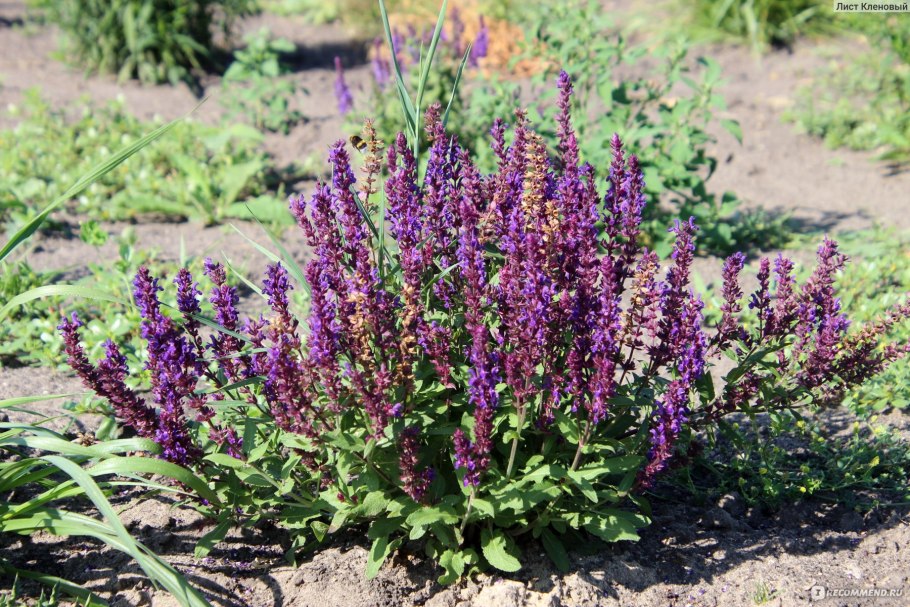 Ананасовый шалфей