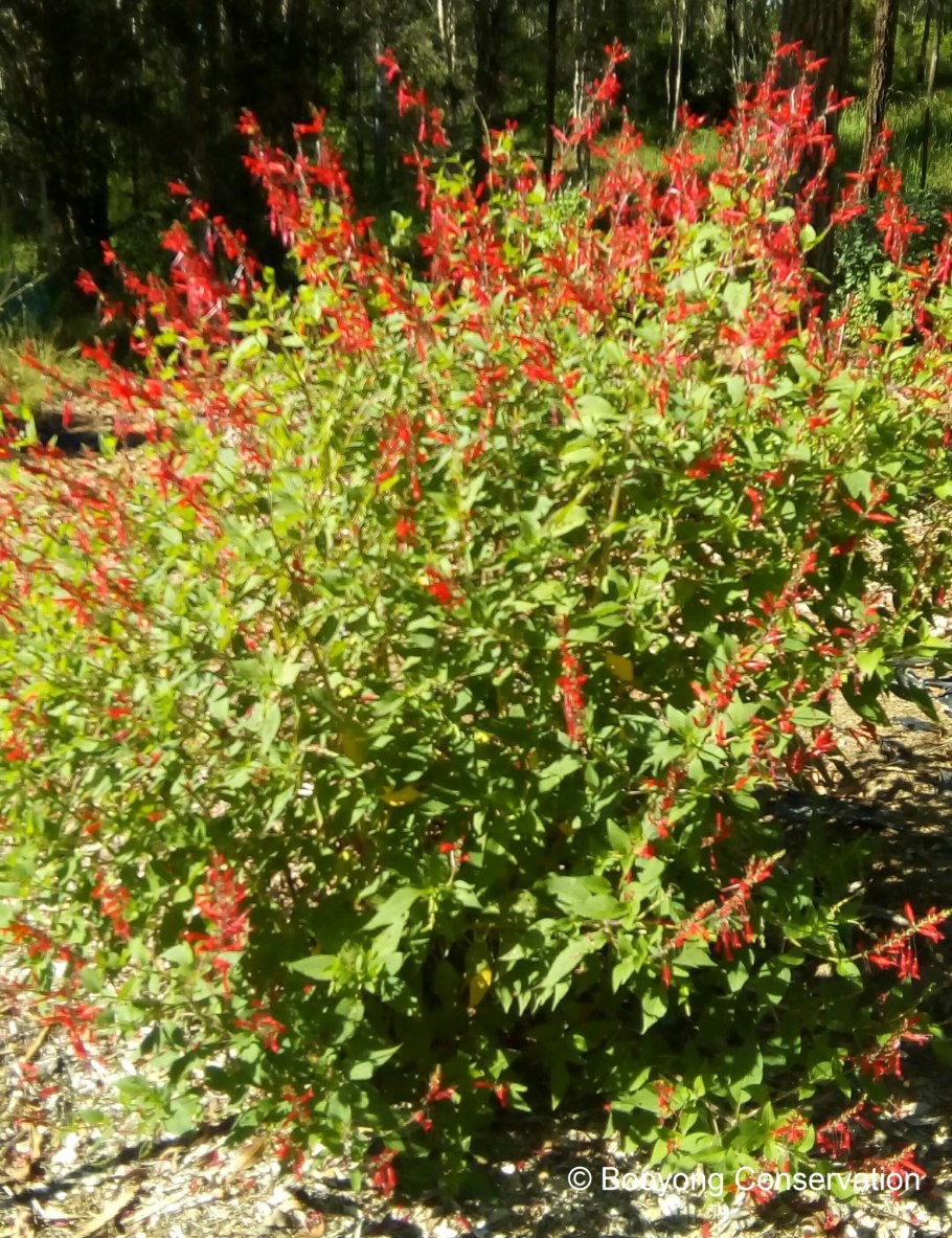 Шалфей лекарственный Кубанец