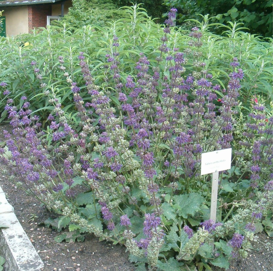 Шалфей лекарственный (Salvia)