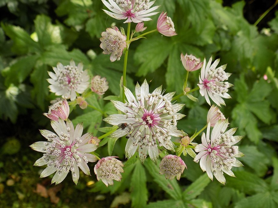 Астранция крупная (Astrantia Major)