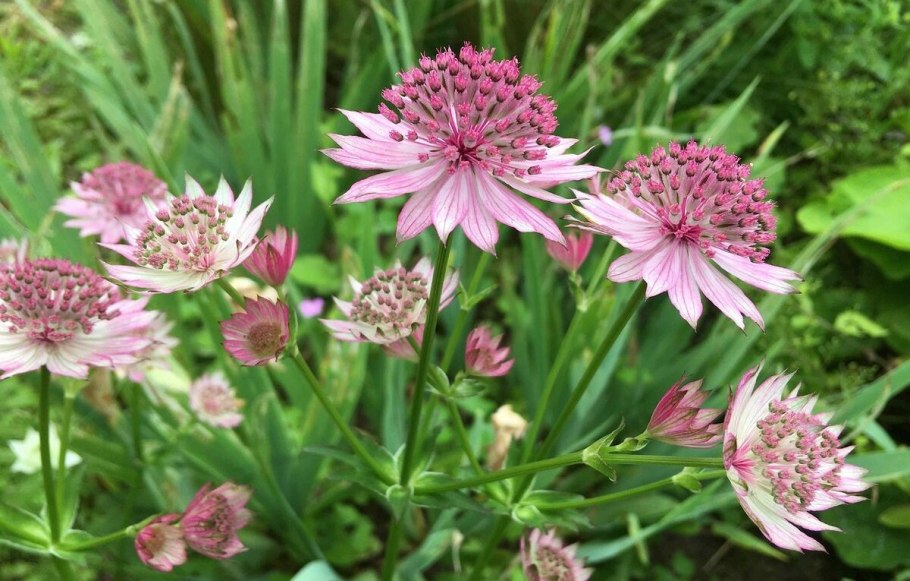 Астранция крупная (Astrantia Major)