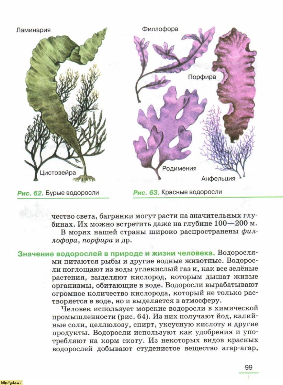 Зеленые и бурые водоросли. Морские водоросли рода порфира. Порфира Филлофора. Красные водоросли родимения. Бурые водоросли цистозейра.