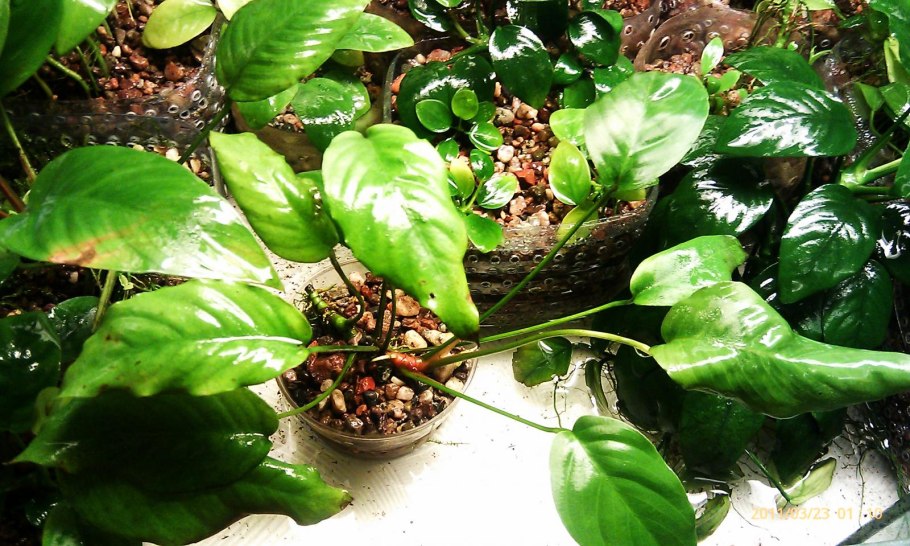 Анубиасы в оранжерее