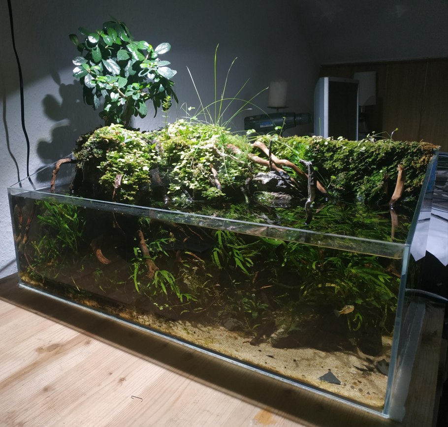 Растения аквариумные надводные дизайн