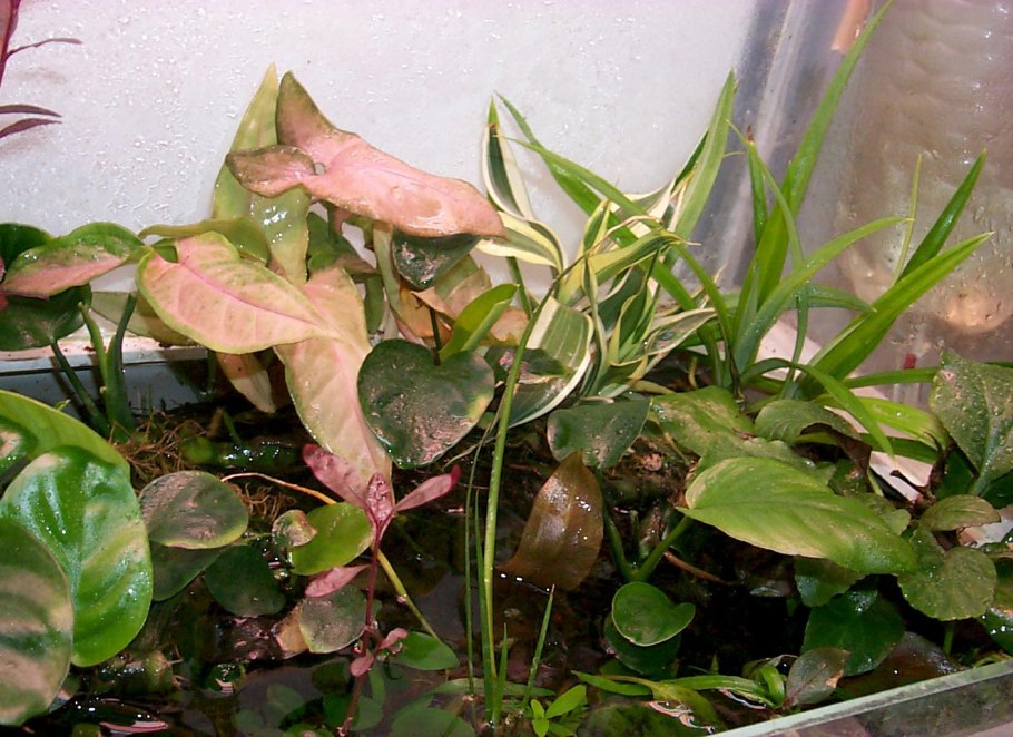 Анубиас Драконий коготь