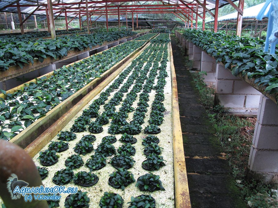 Анубиас Нана