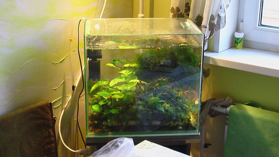 Аквариум пустой