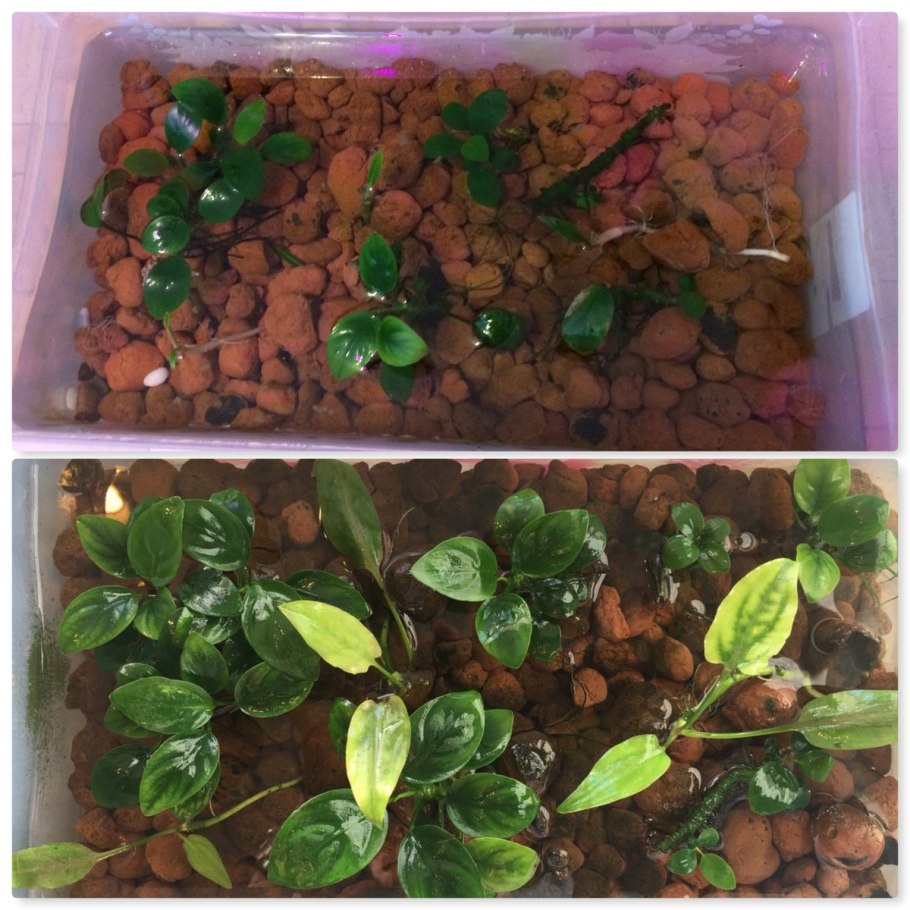 Анубиасы в палюдариуме