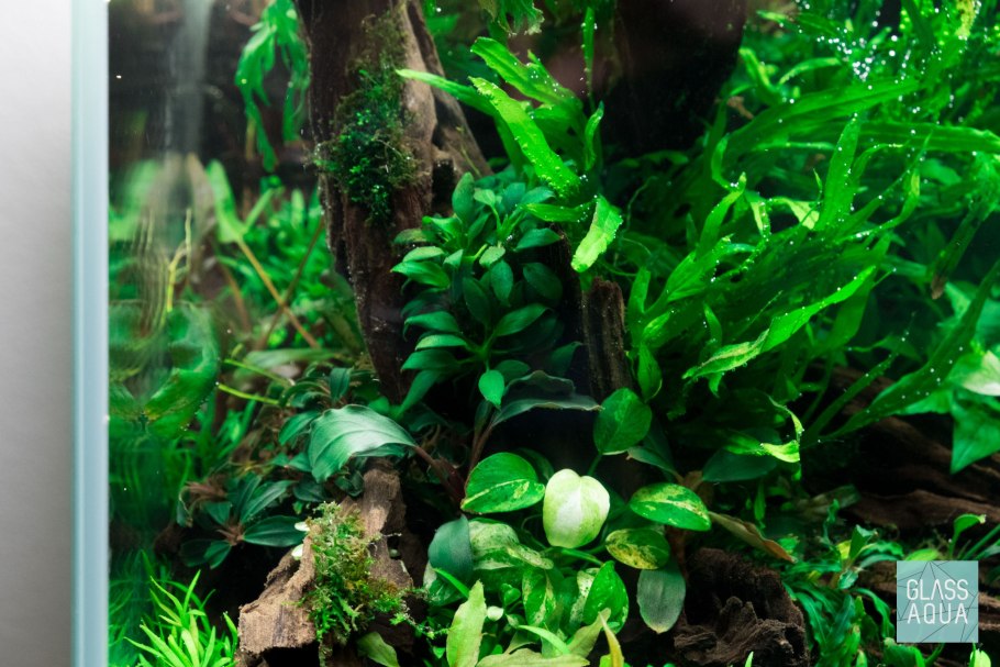 Папоротник таиландский Санрайз