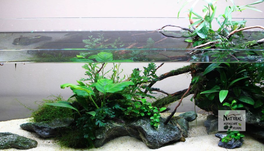 Мини тепличка для фиалок