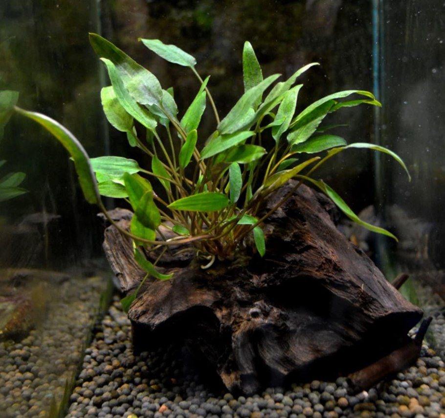 Аквариум Anubias угловой