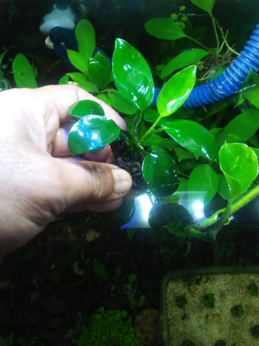 Анубиас Нана Марбл