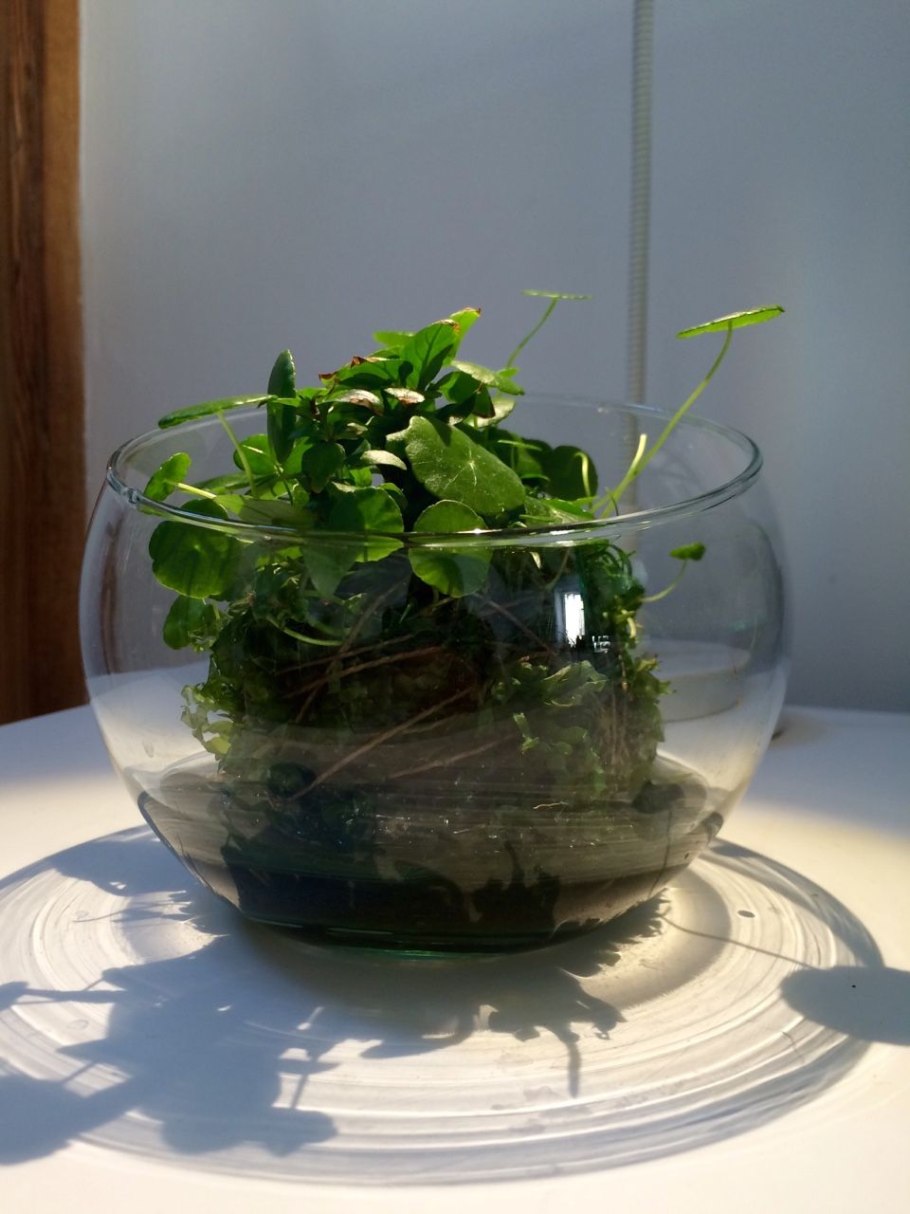 Тепличка для анубиасов