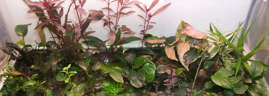 Колеус палюдариум