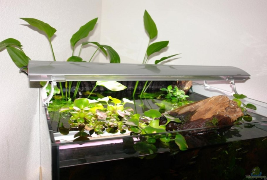 Биофильтр Аквапоника