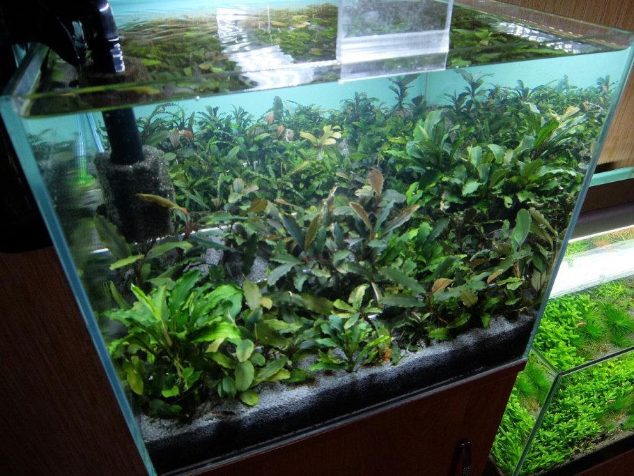 Аквариум с буцефаландрами и анубиасами