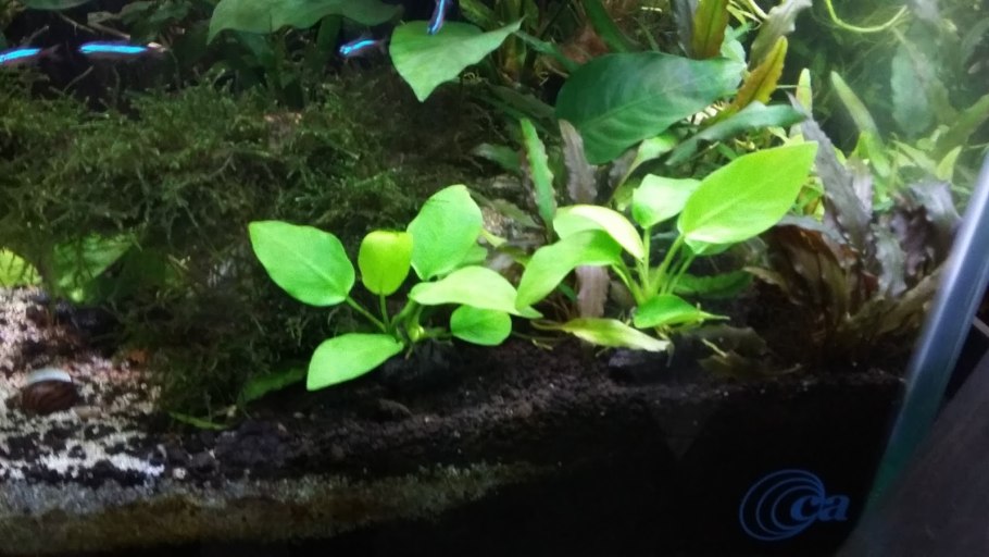 Полка для рассады на подоконнике с подсветкой