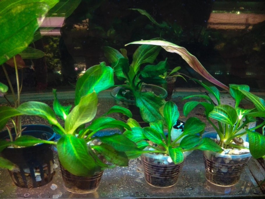 Эхинодорус опакус Сатурн