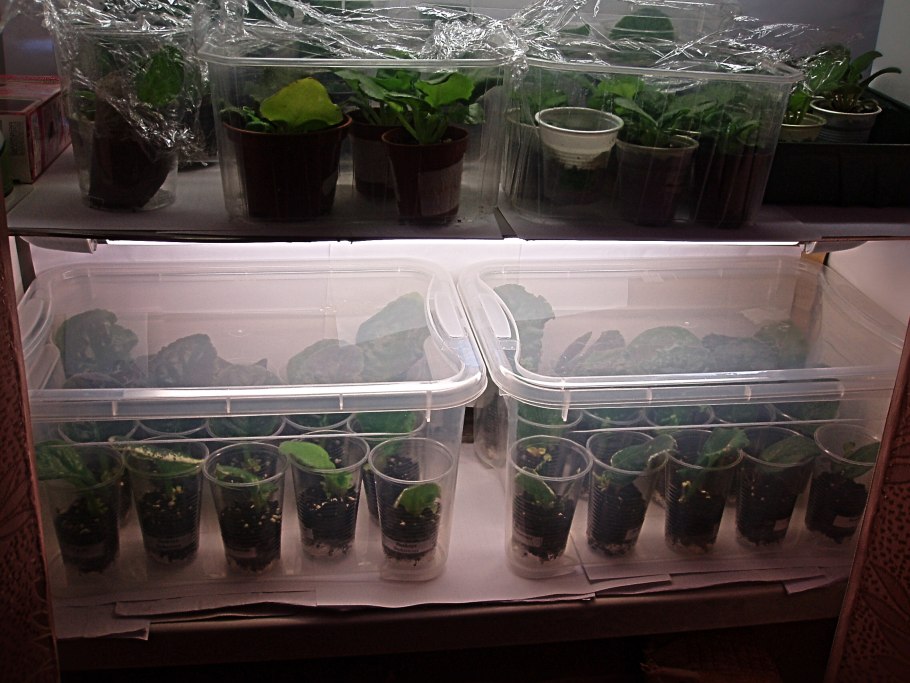 Мини тепличка для рассады