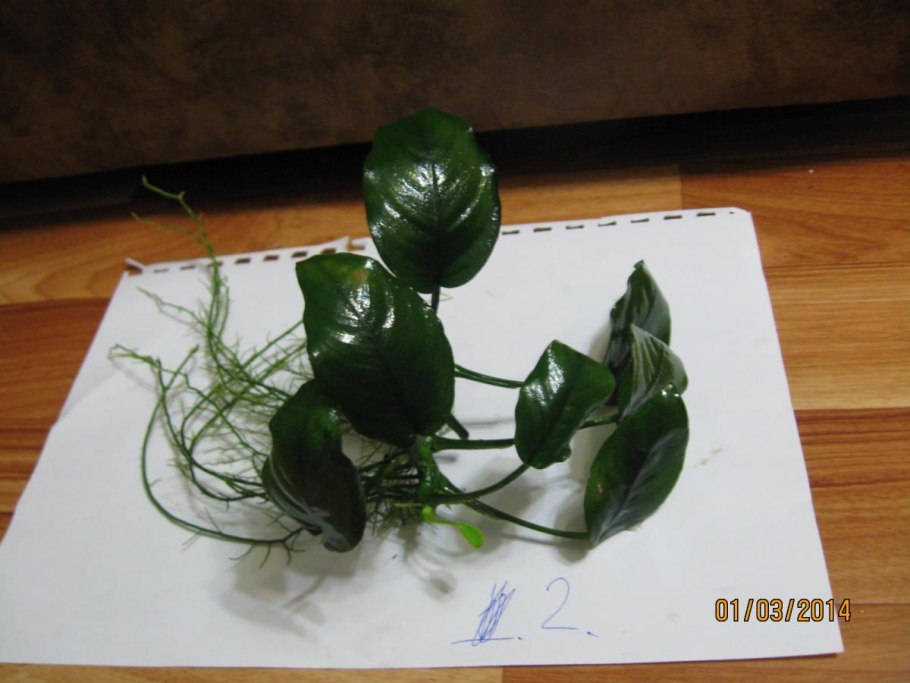 Люминесцентные лампы 36/840 спектра для рассады