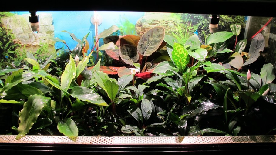 Палюдариума. Буцефаландры