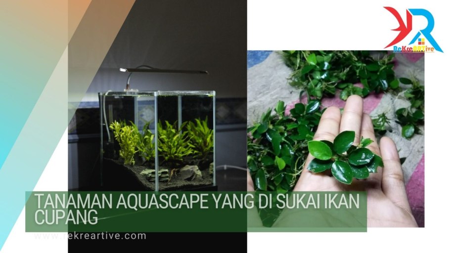 Парник для аквариумных растений