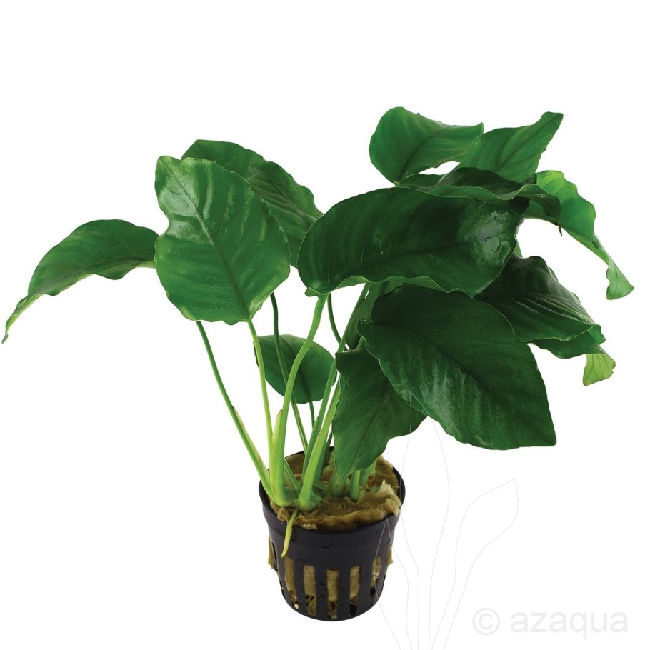 Комнатные растения террариум