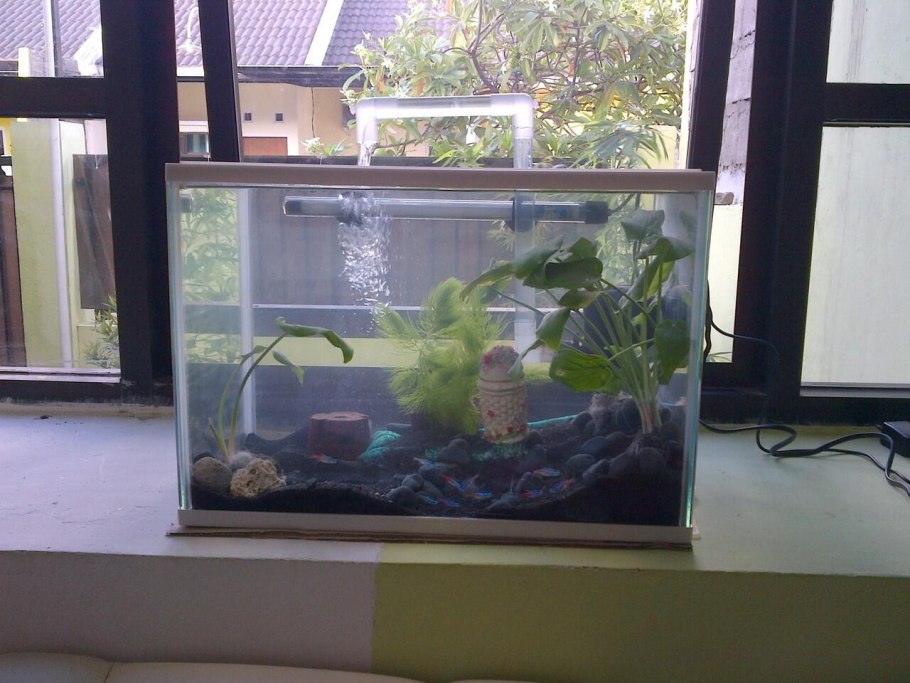 Вабикуса Амано