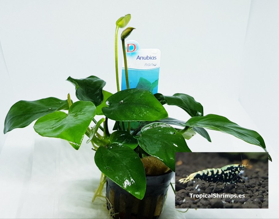 Анубиас Звездная пыль