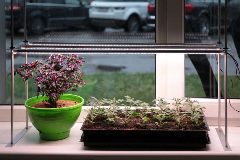 Анубиас Деннерле