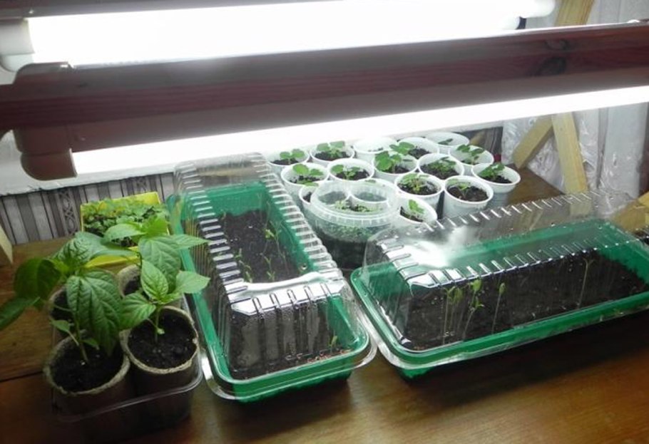 Умный сад click and grow