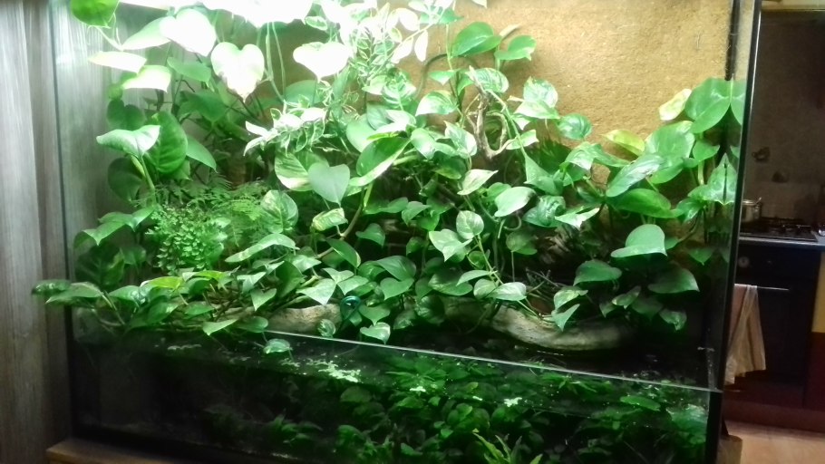 Анубиас в палюдариуме